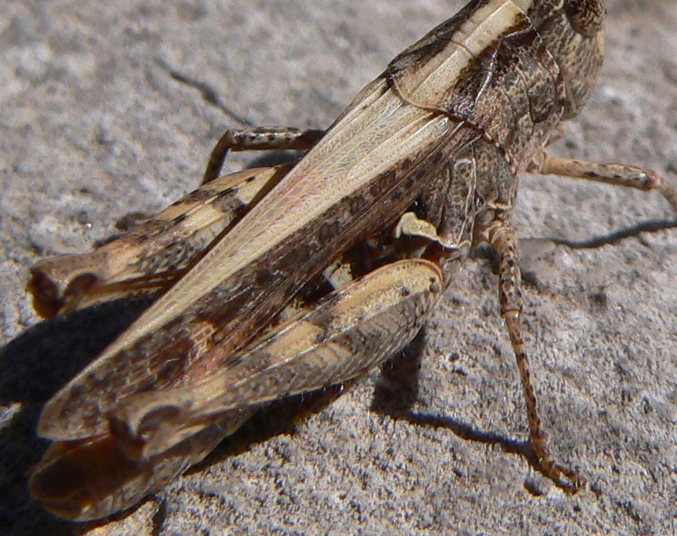 Chorthippus (Glyptobothrus) sp.